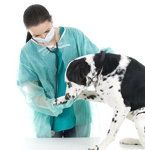 Centro Veterinario El Real Sitio veterinaria con perro